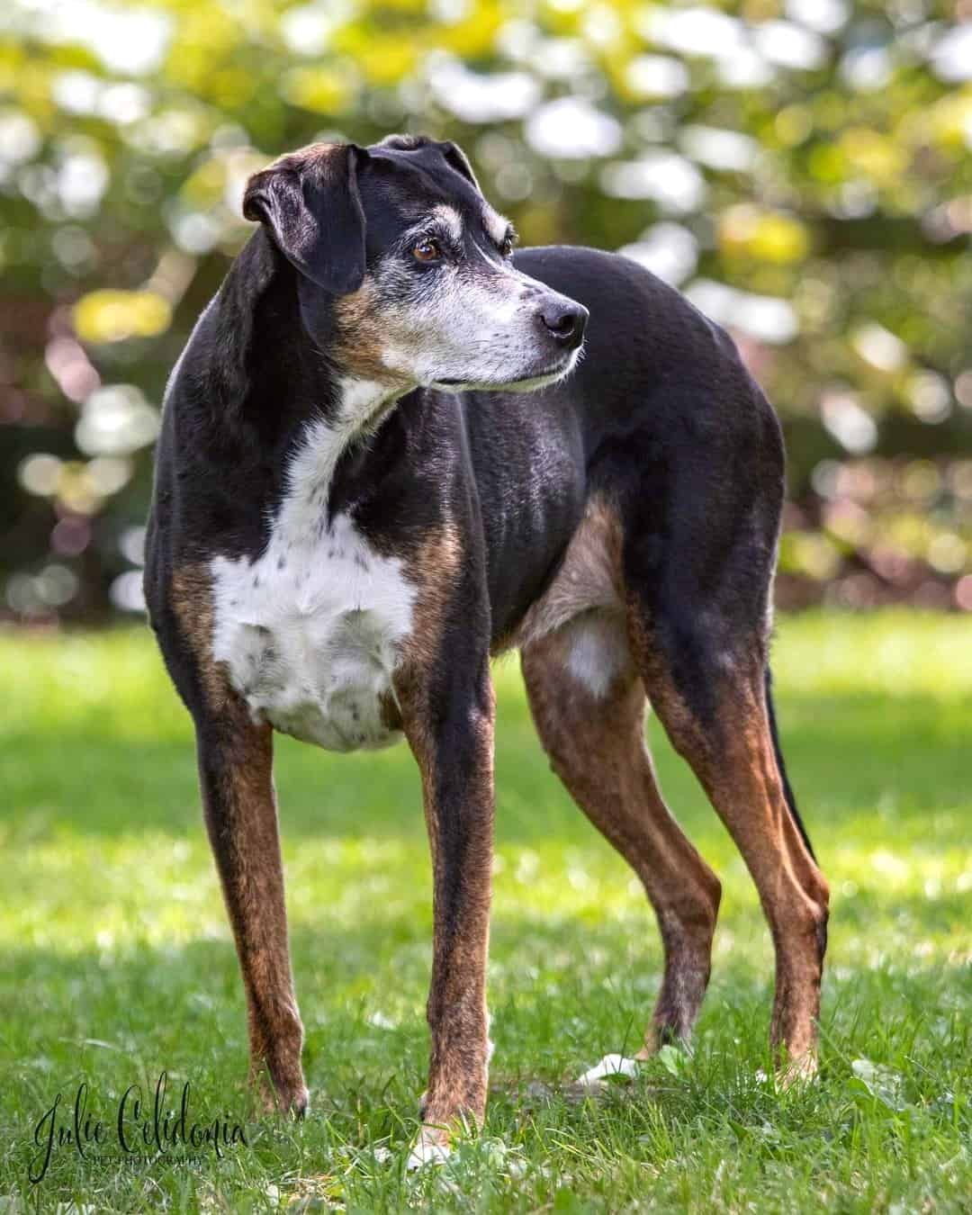 Greyhound Mixes 24 Skinny Crossbreeds With Pictures Greyhound Mixes 24 Skinny Crossbreeds With Pictures
