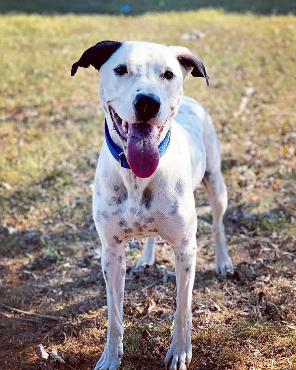 35 Dalmatian Mixes That Hit The Spot With Pictures 35 Dalmatian Mixes That Hit The Spot With Pictures