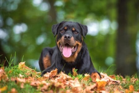 10 Best Rottweiler Breeders (2026 Updated) - Happy Dog Breeds