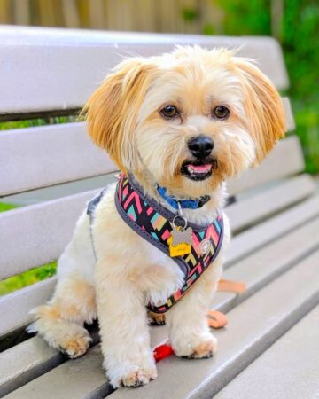 30 Cute Havanese Mixes You'll Love! (With Pictures)