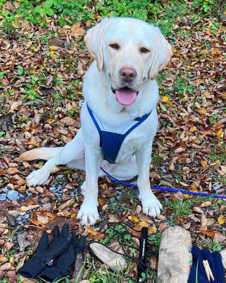 21 Beautiful Brittany Spaniel Mixes to Discover (With Pictures)