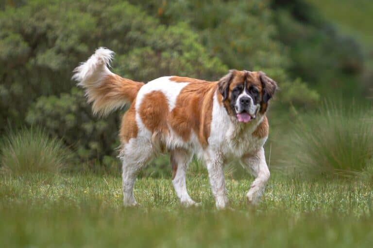 17 Saint Bernard Colors Explained (With Pictures!)
