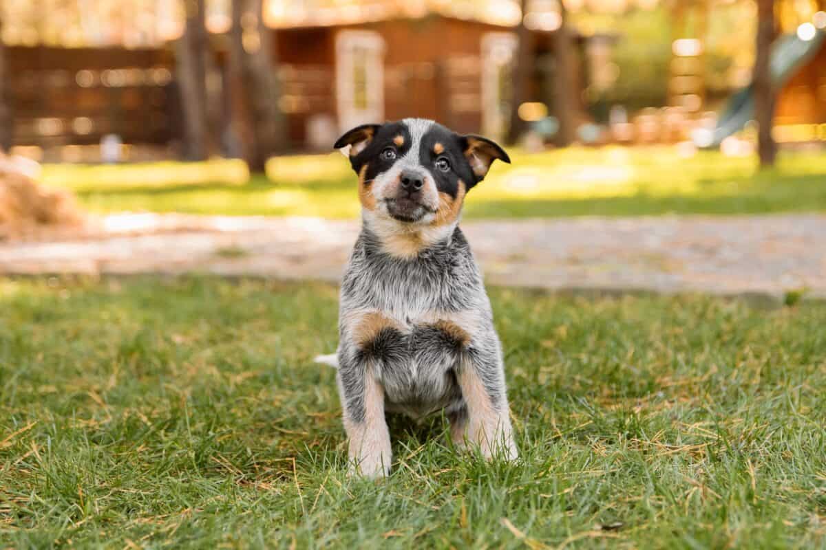 Mini Blue Heeler (Mini Australian Cattle Dog): Facts & Pictures