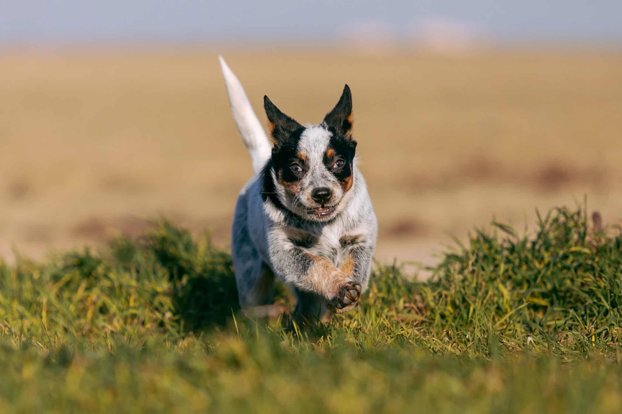 Mini Blue Heeler (Mini Australian Cattle Dog) Facts & Pictures