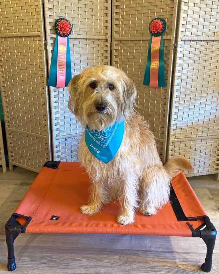 Mini Sheepadoodle: Breed Info, Traits & Facts (With Pictures)