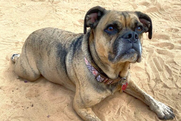 Miniature Bulldog Breed Info, Traits & Facts (With Pictures)