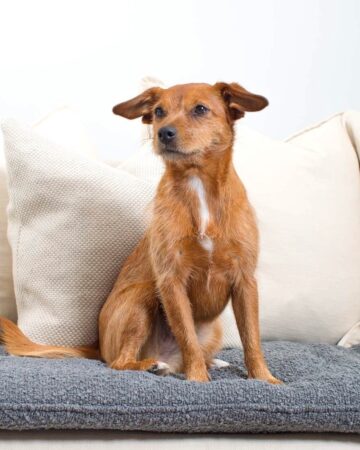 53 Most Adorable Jack Russell Terrier Mixes (With Pictures)