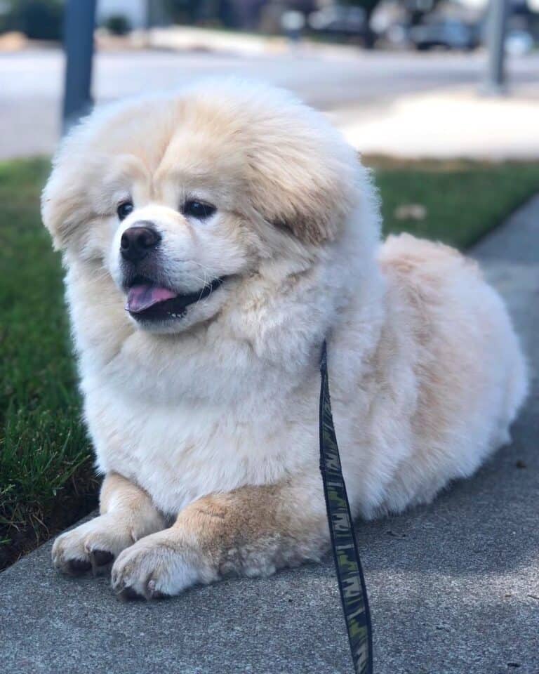 28 Chow Chow Mixes To Brighten Your Day With Pictures 28-chow-chow-mixes-to-brighten-your-day-with-pictures