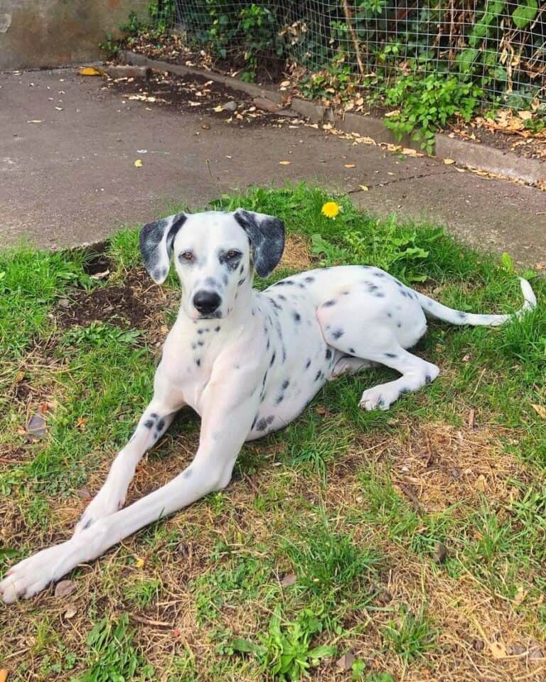 35 Dalmatian Mixes That Hit The Spot With Pictures 35 Dalmatian Mixes That Hit The Spot With Pictures