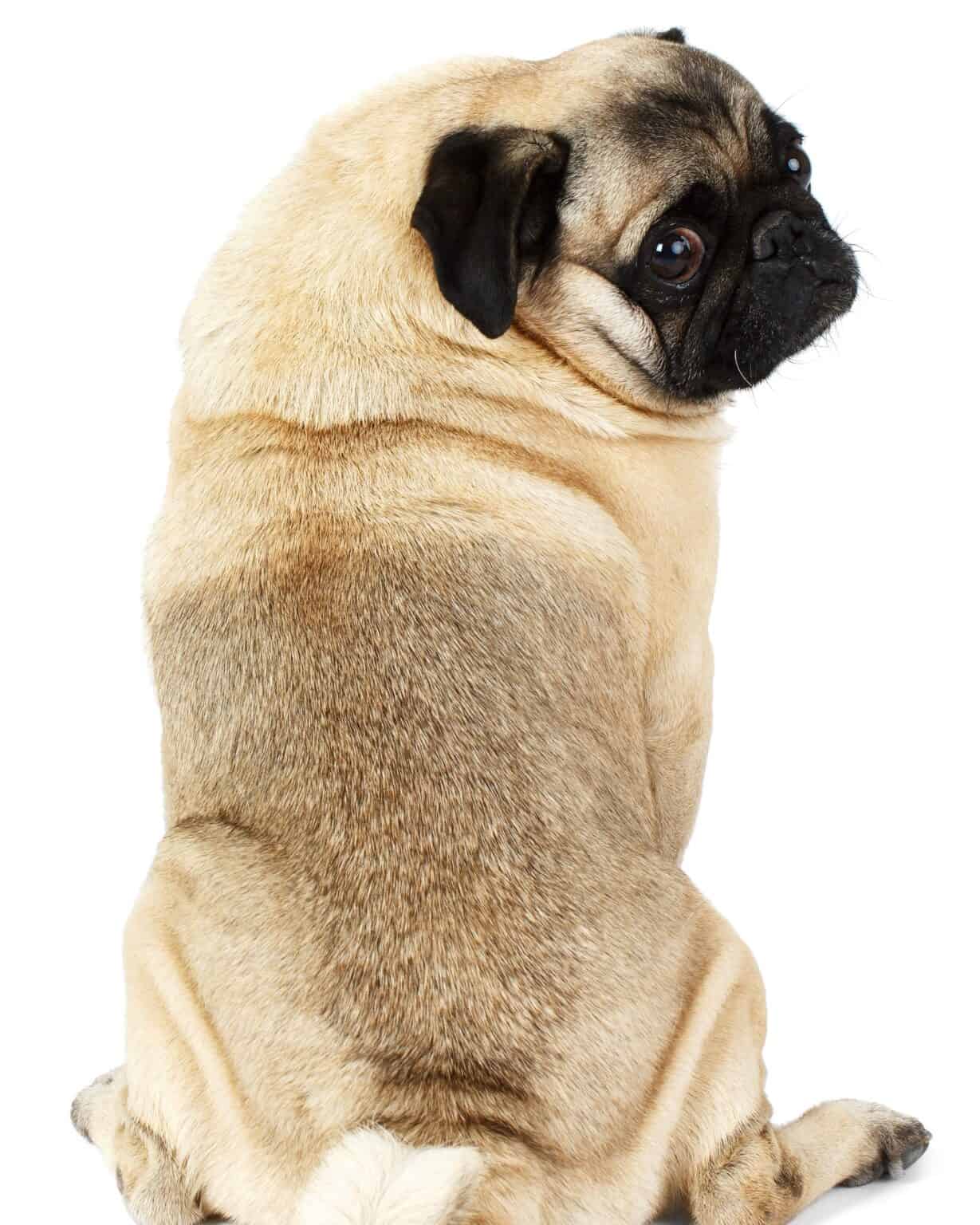 20 Pug Colors Explained (With Pictures!) - Happy Dog Breeds