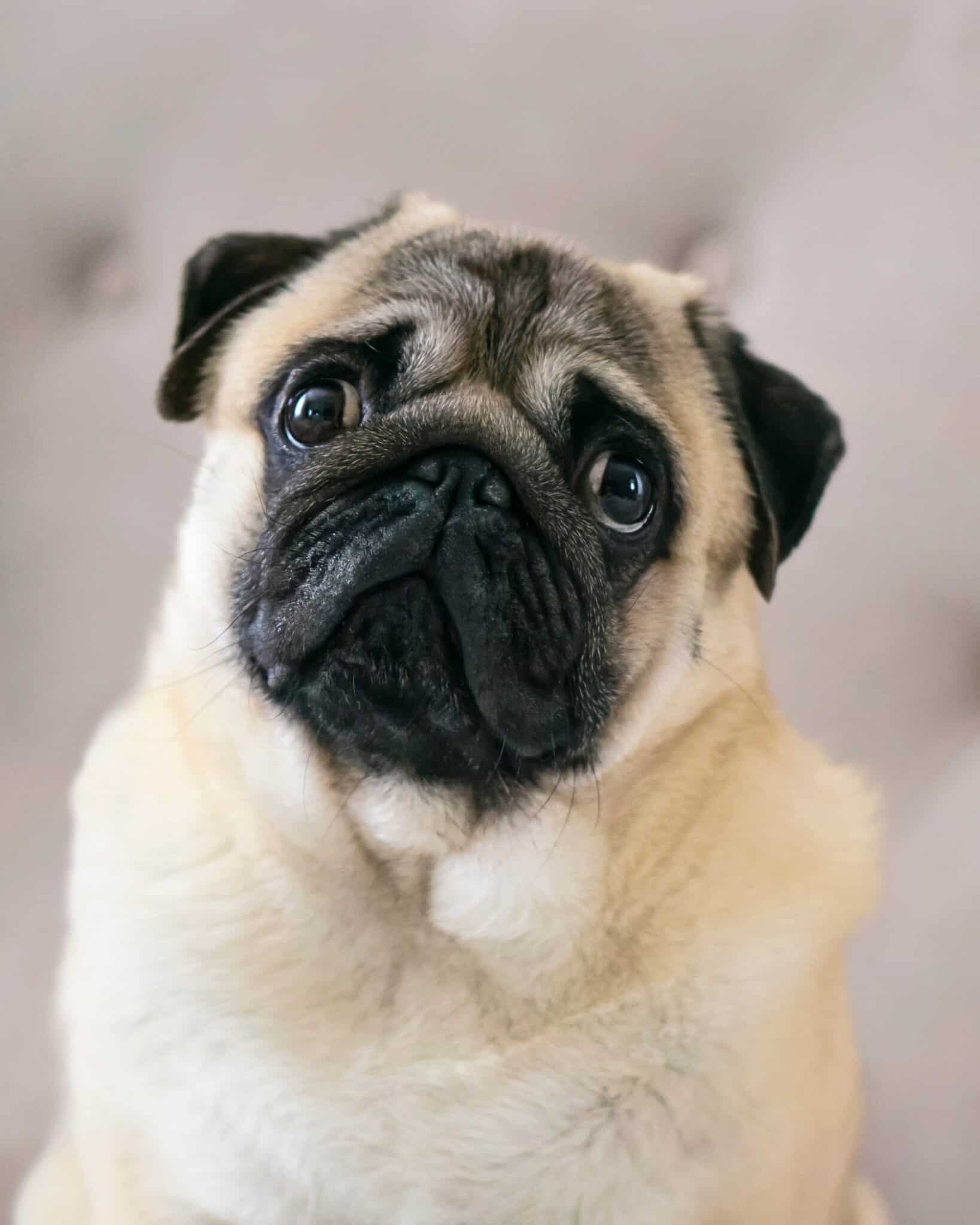 20 Pug Colors Explained (With Pictures!) - Happy Dog Breeds