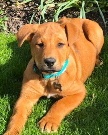 Akita Rhodesian Ridgeback Mix 45 Unique Akita Mixes: An Ultimate Guide (With Pictures)