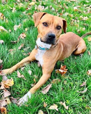 14 Black Mouth Cur Mixes: A Complete Guide (With Pictures)