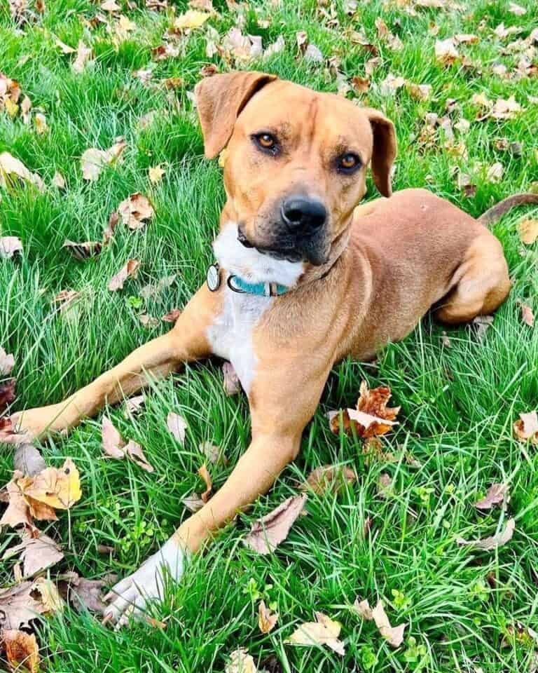 14 Black Mouth Cur Mixes A Complete Guide (With Pictures)