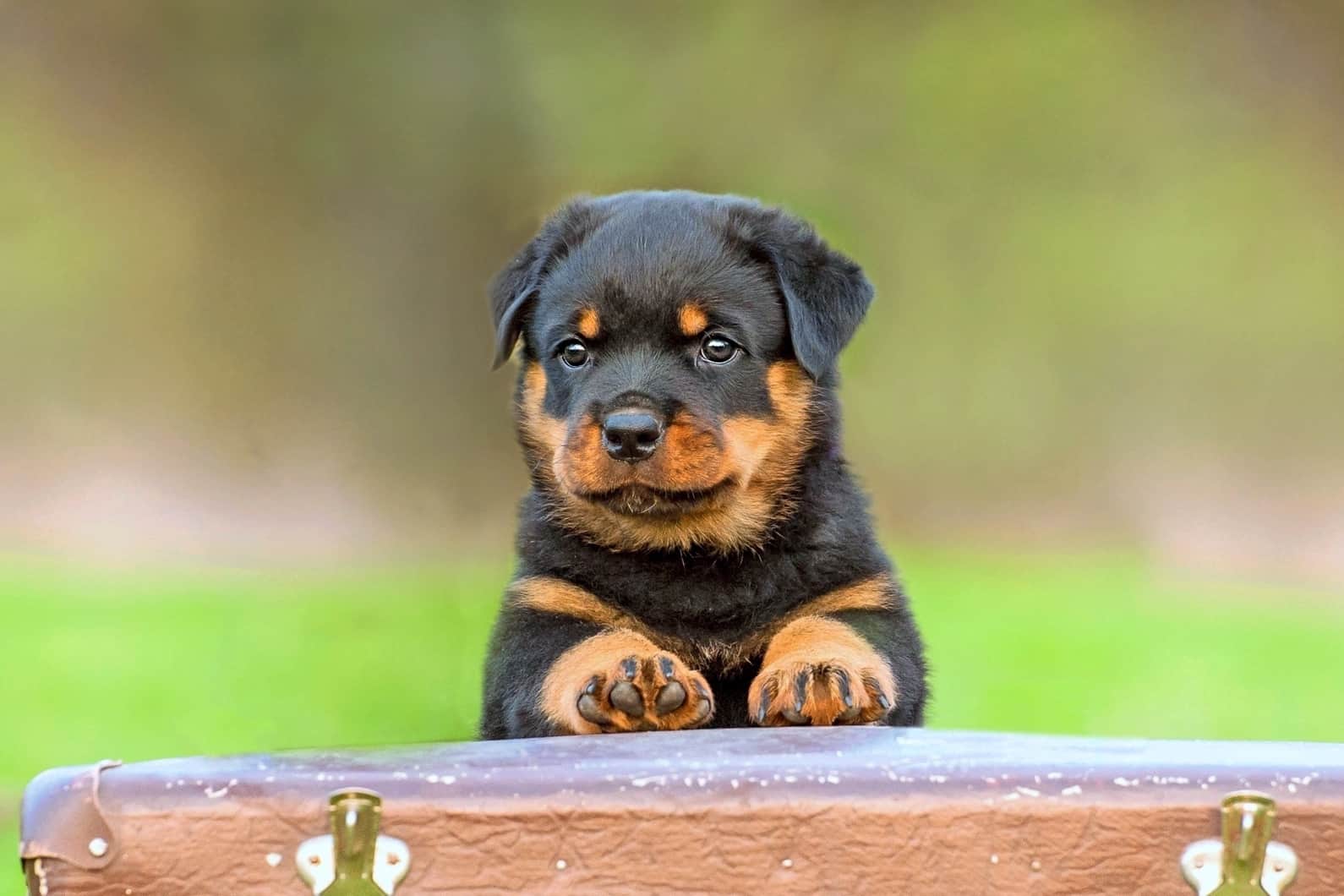 10 Best Rottweiler Breeders (2026 Updated) - Happy Dog Breeds