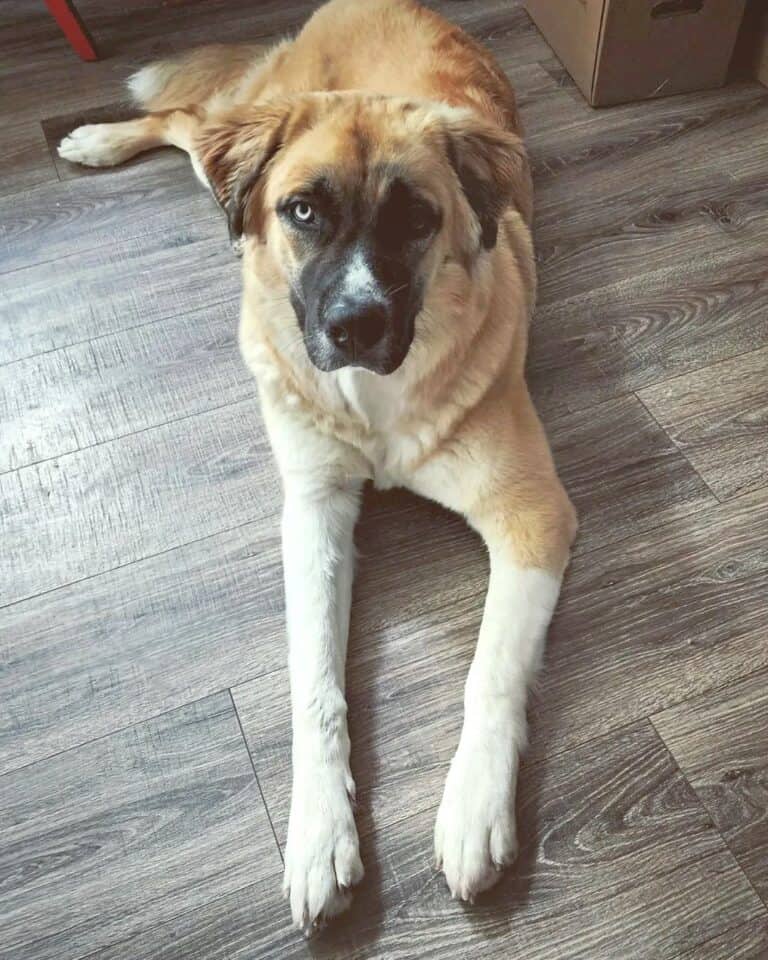 saint-bernard-mixes-37-giant-crossbreeds-with-pictures