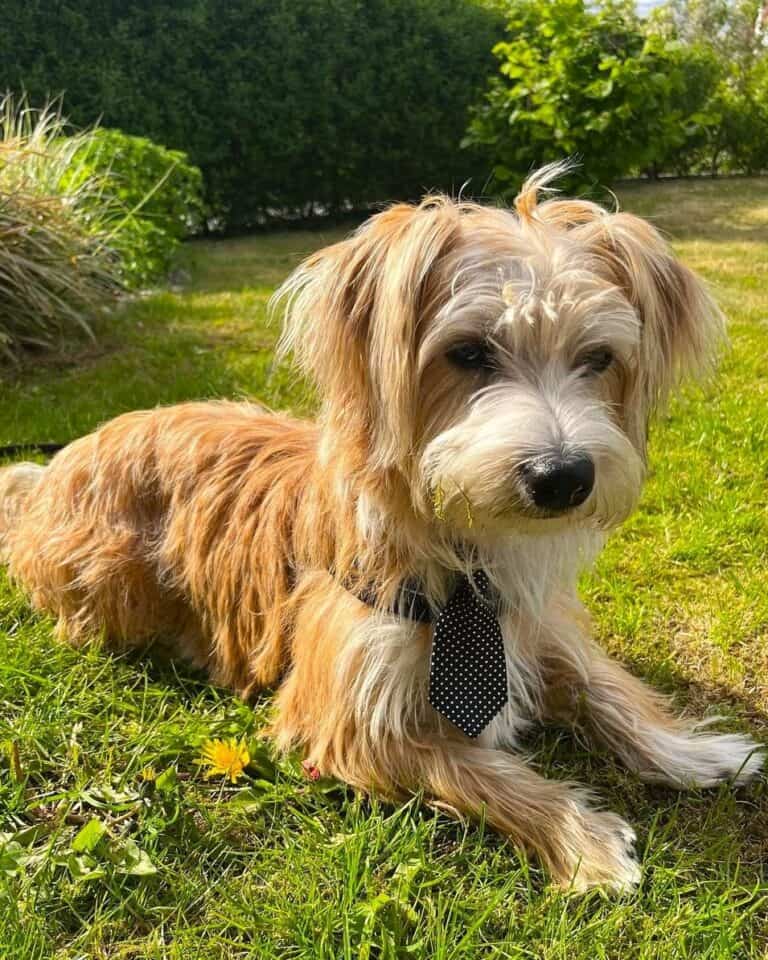30 Cute Havanese Mixes You'll Love! (With Pictures)