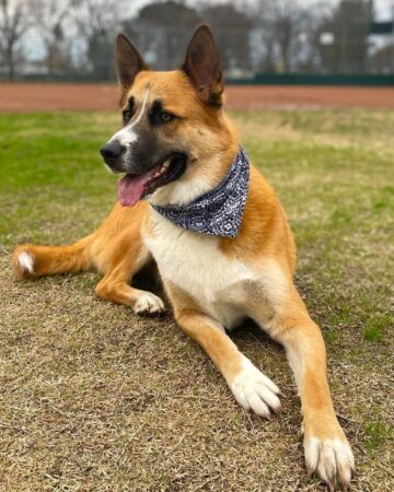 45 Unique Akita Mixes: An Ultimate Guide (With Pictures)