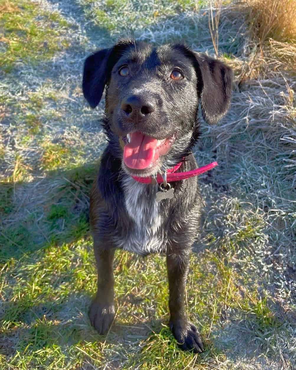 29 English Springer Spaniel Mixes With Pictures 29 English Springer Spaniel Mixes With Pictures