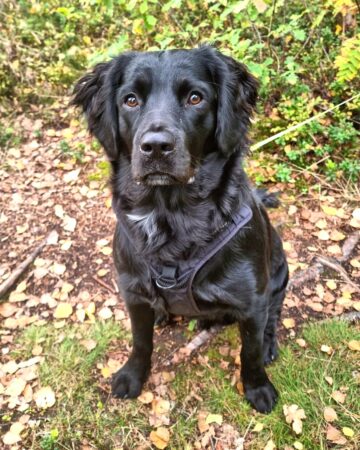 29 English Springer Spaniel Mixes (With Pictures)