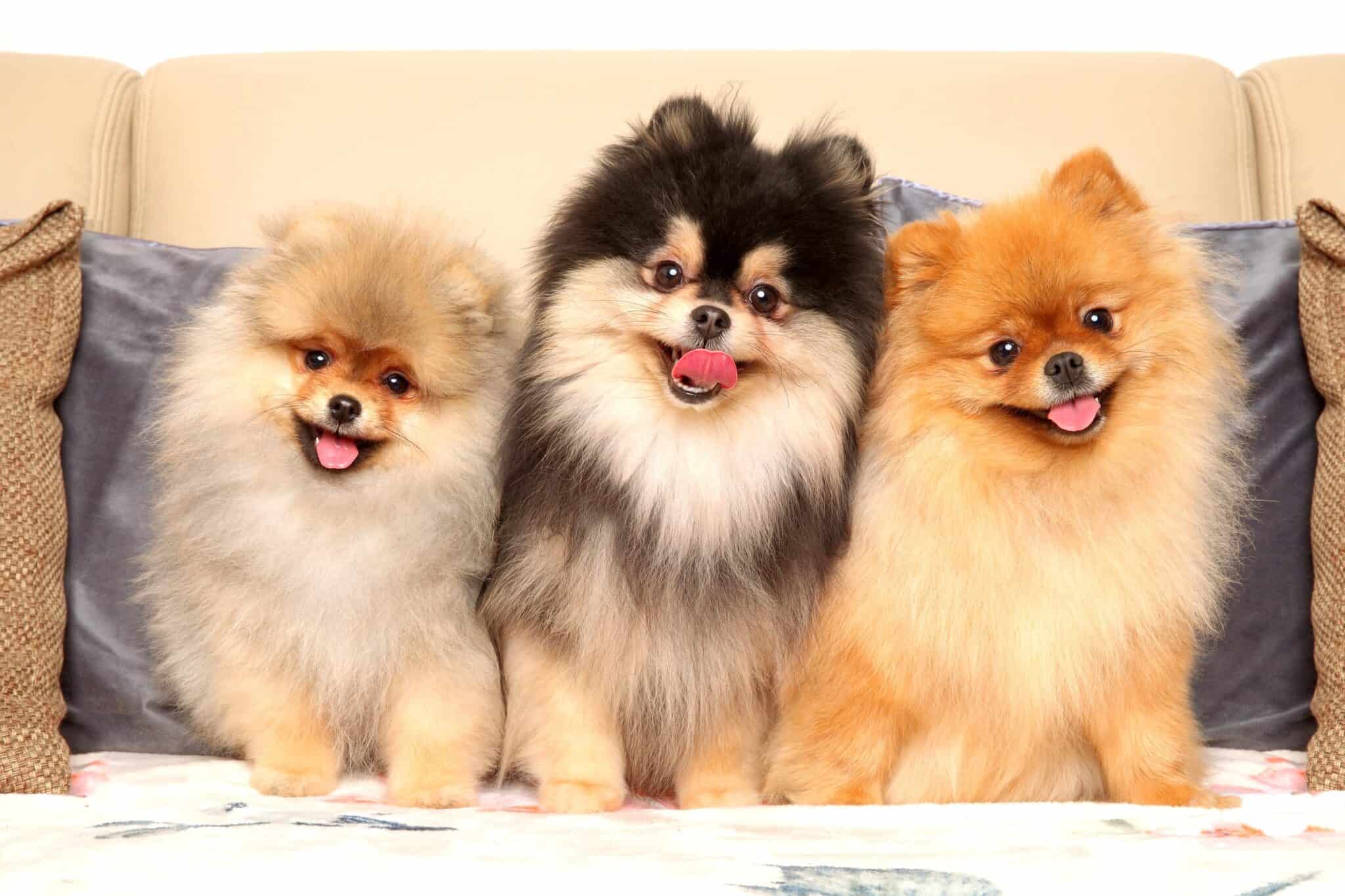 25 Pomeranian Colors, Markings & Patterns (With Pictures!)