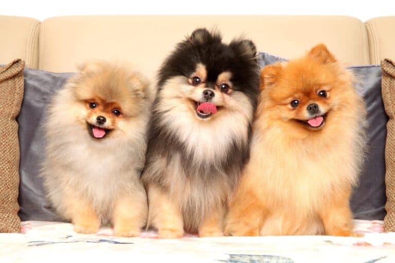 25 Pomeranian Colors, Markings & Patterns (With Pictures!)