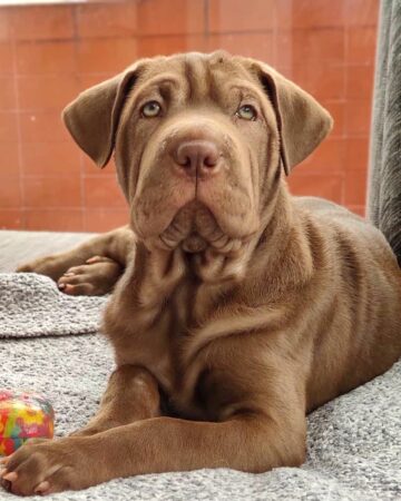 22 Beautiful Weimaraner Mixes You'll Love (With Pictures)