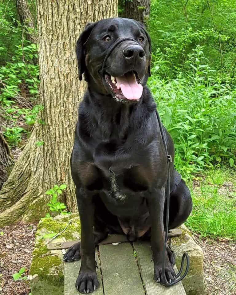 22 Beautiful Weimaraner Mixes You'll Love (With Pictures)