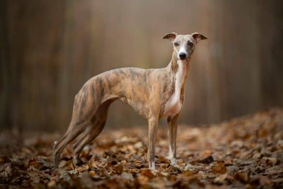 dog that looks like cortez shoes