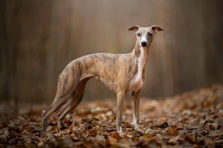 35 Whippet Mixes A Complete Guide (With Pictures)