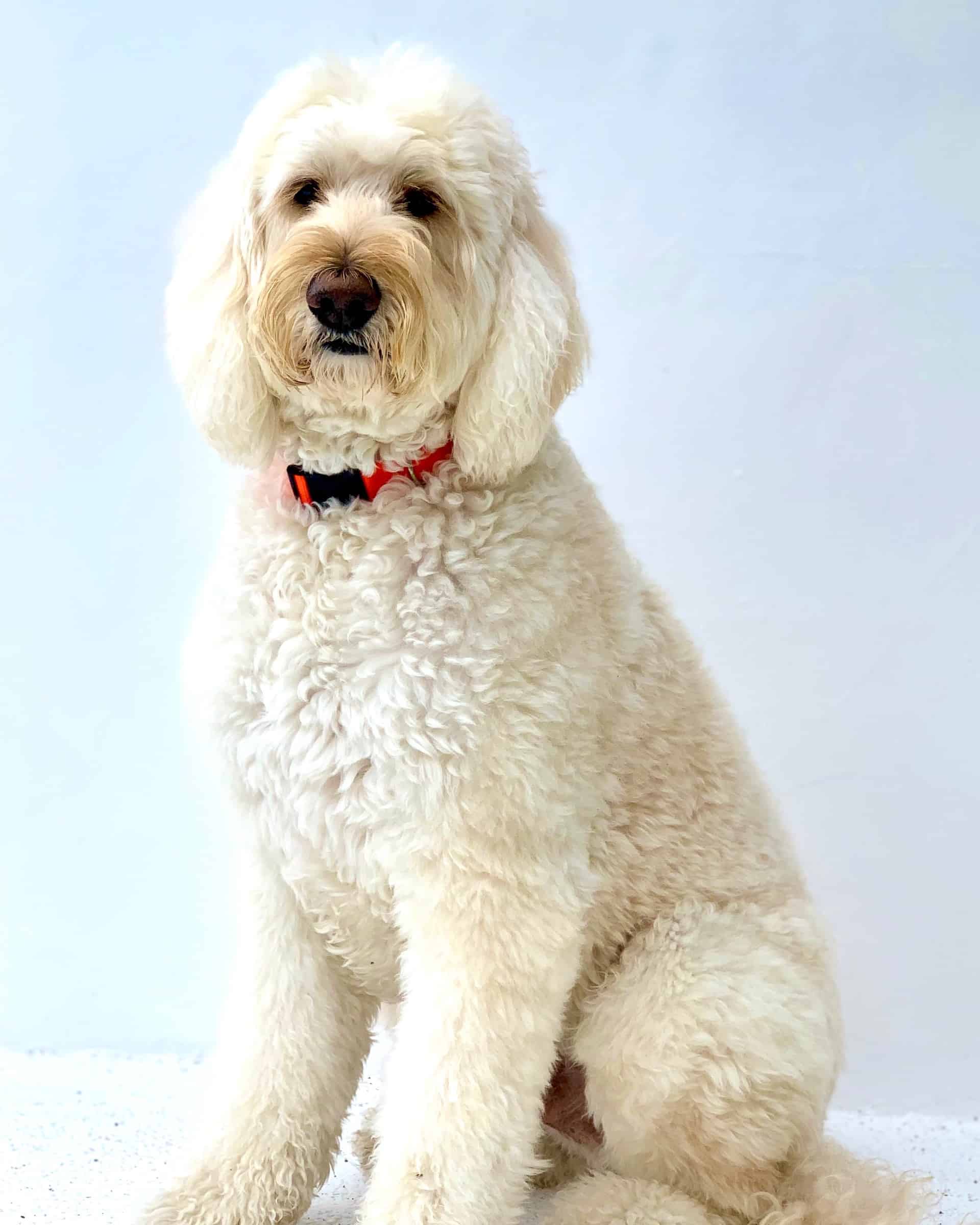 20 Goldendoodle Colors Markings With Pictures 