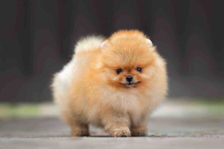 How Much Does a Teacup Dog Cost? (2026 Updated)