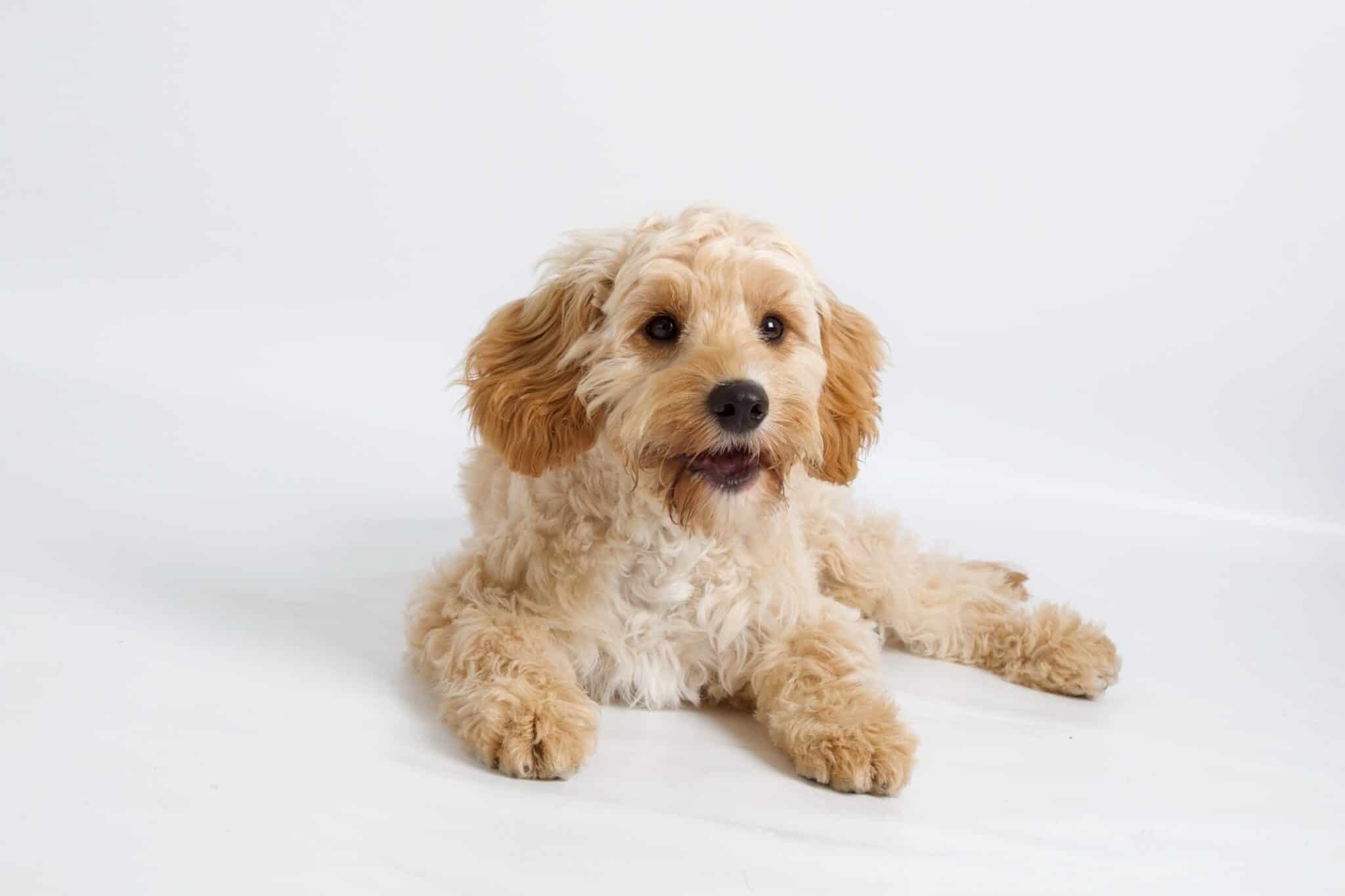10 Best Cockapoo Breeders (2024 Updated)