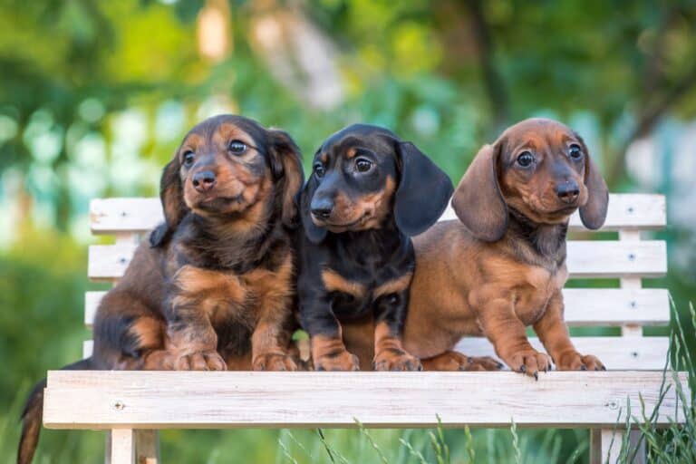 10 Best Dachshund Breeders (2024 Updated)