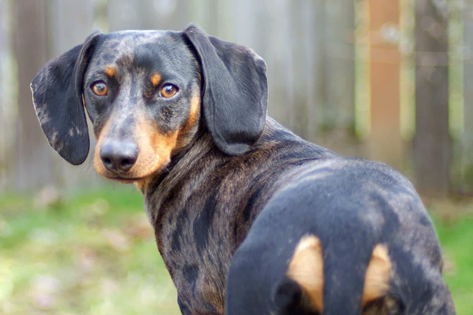 Dapple Dachshund: Breed Info, Patterns, Traits & Pictures
