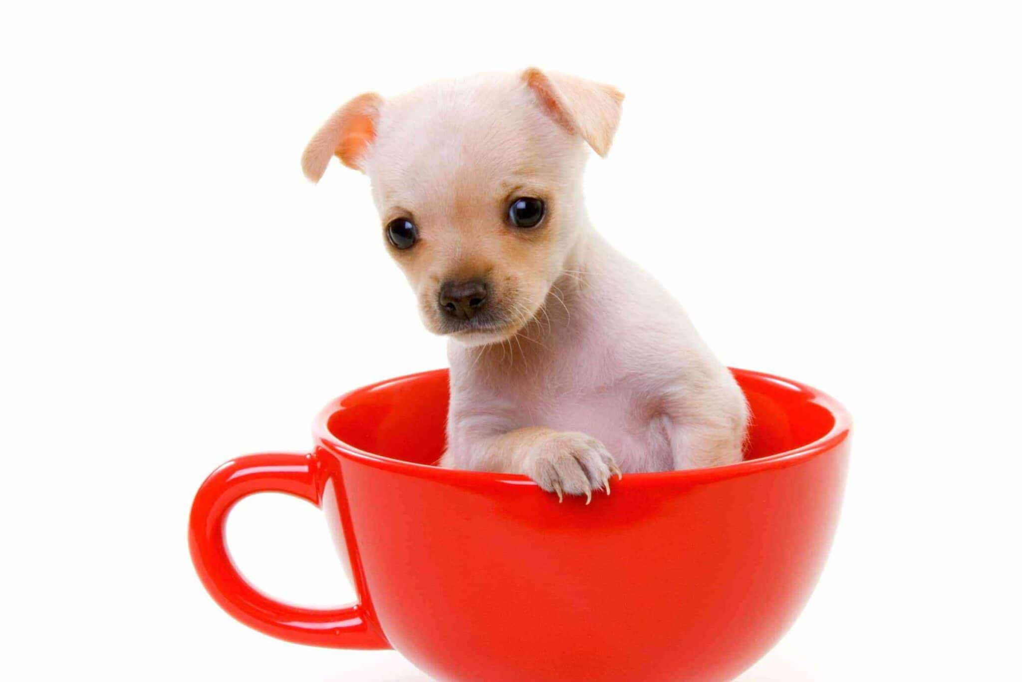 The Average Cost of a Teacup Panda Dog and Why It May Not Be Worth It
