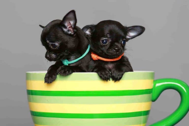How Much Does a Teacup Dog Cost? (2024 Updated)