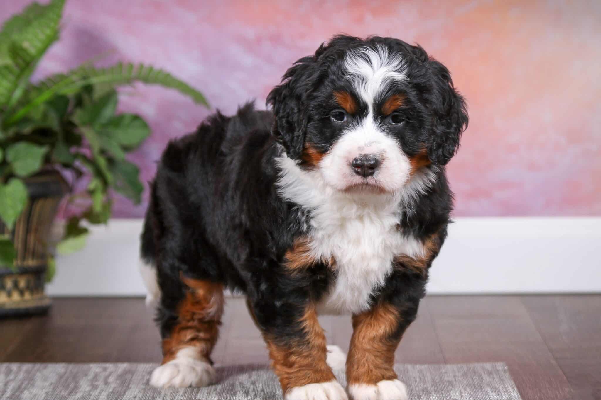 Mini Bernedoodle Breed Info, Size, Pictures & Facts