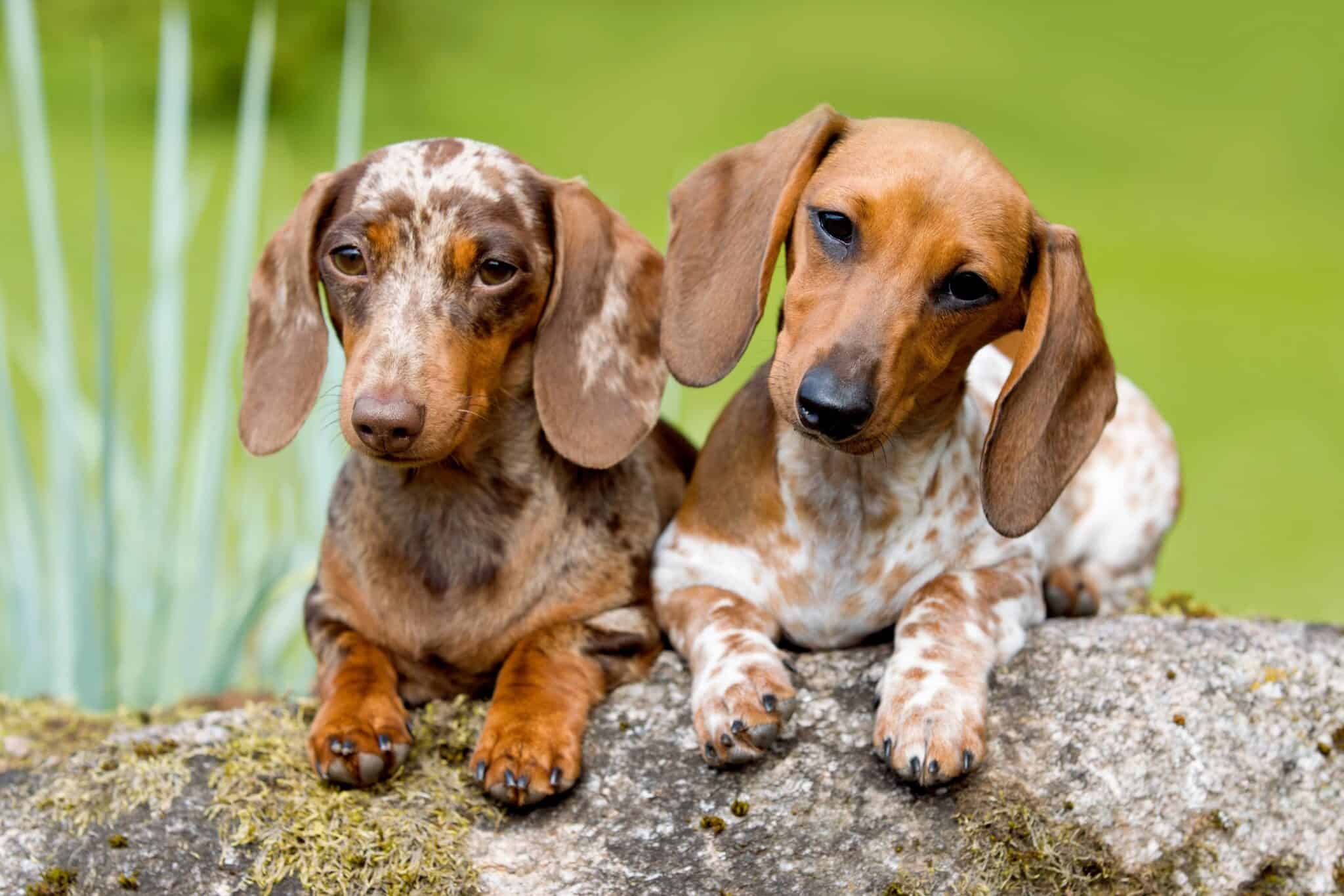 10 Best Dachshund Breeders (2024 Updated)
