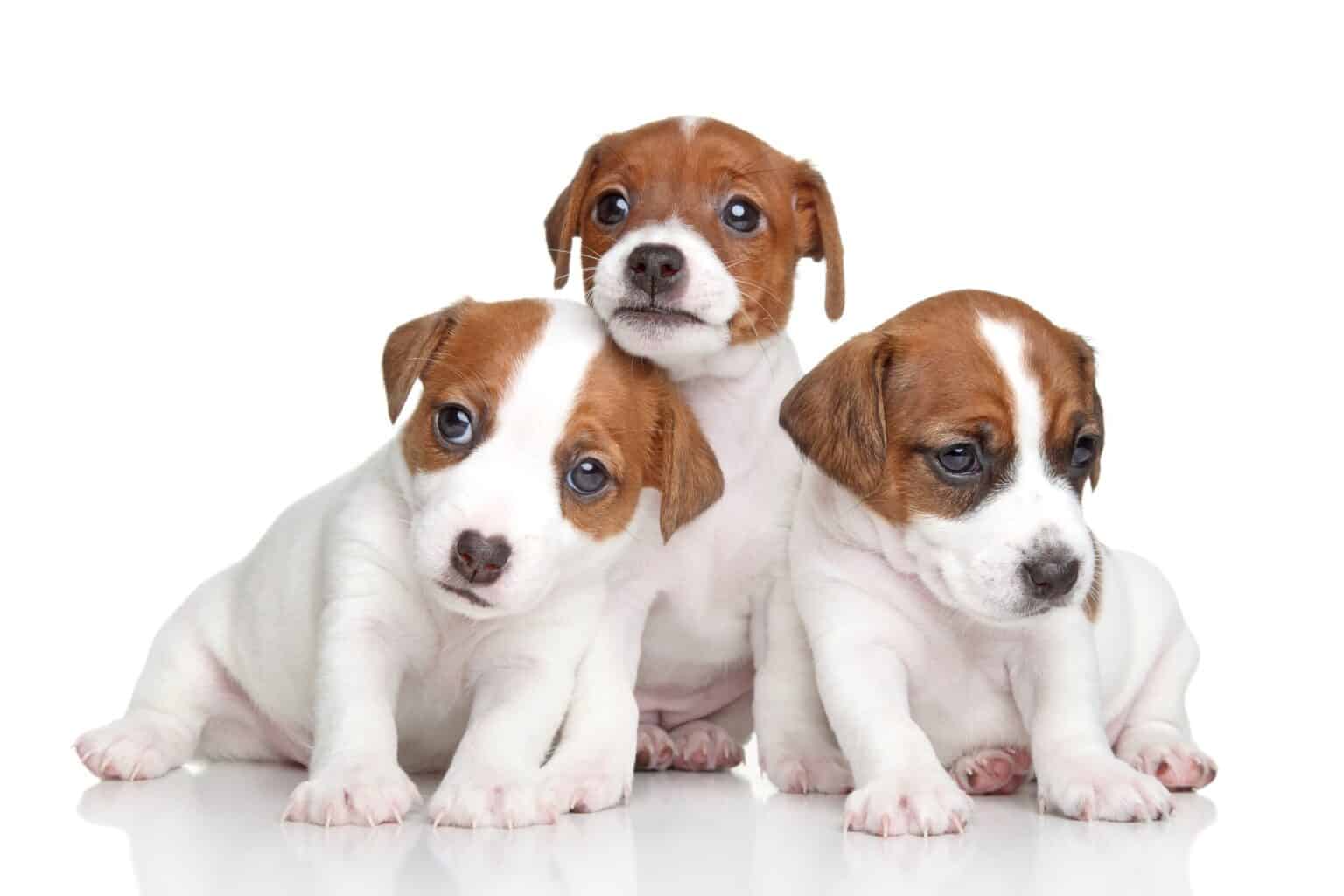 10 Best Jack Russell Terrier Breeders (2024 Updated)