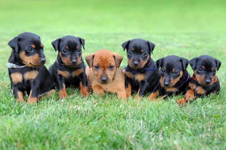 10 Best Miniature Pinscher Breeders (2026 Updated)