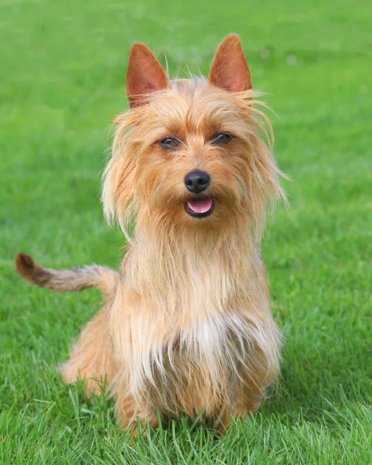 42 Cutest Small Fluffy Dog Breeds (With Pictures!)
