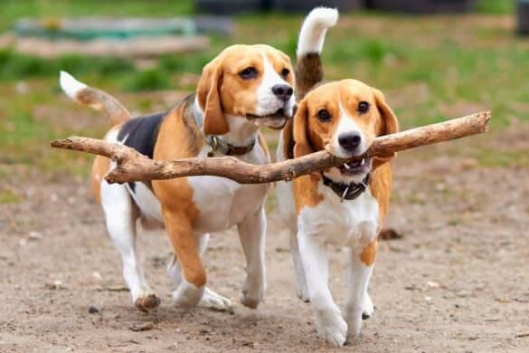 26 Beagle Colors and Markings (With Pictures)