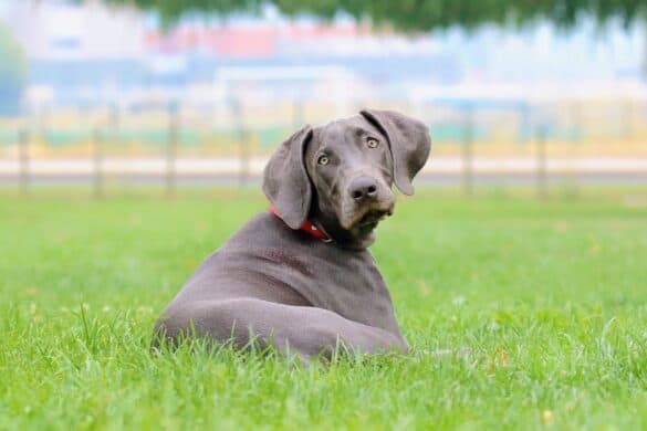 10 Best Rhodesian Ridgeback Breeders (2025 Updated)