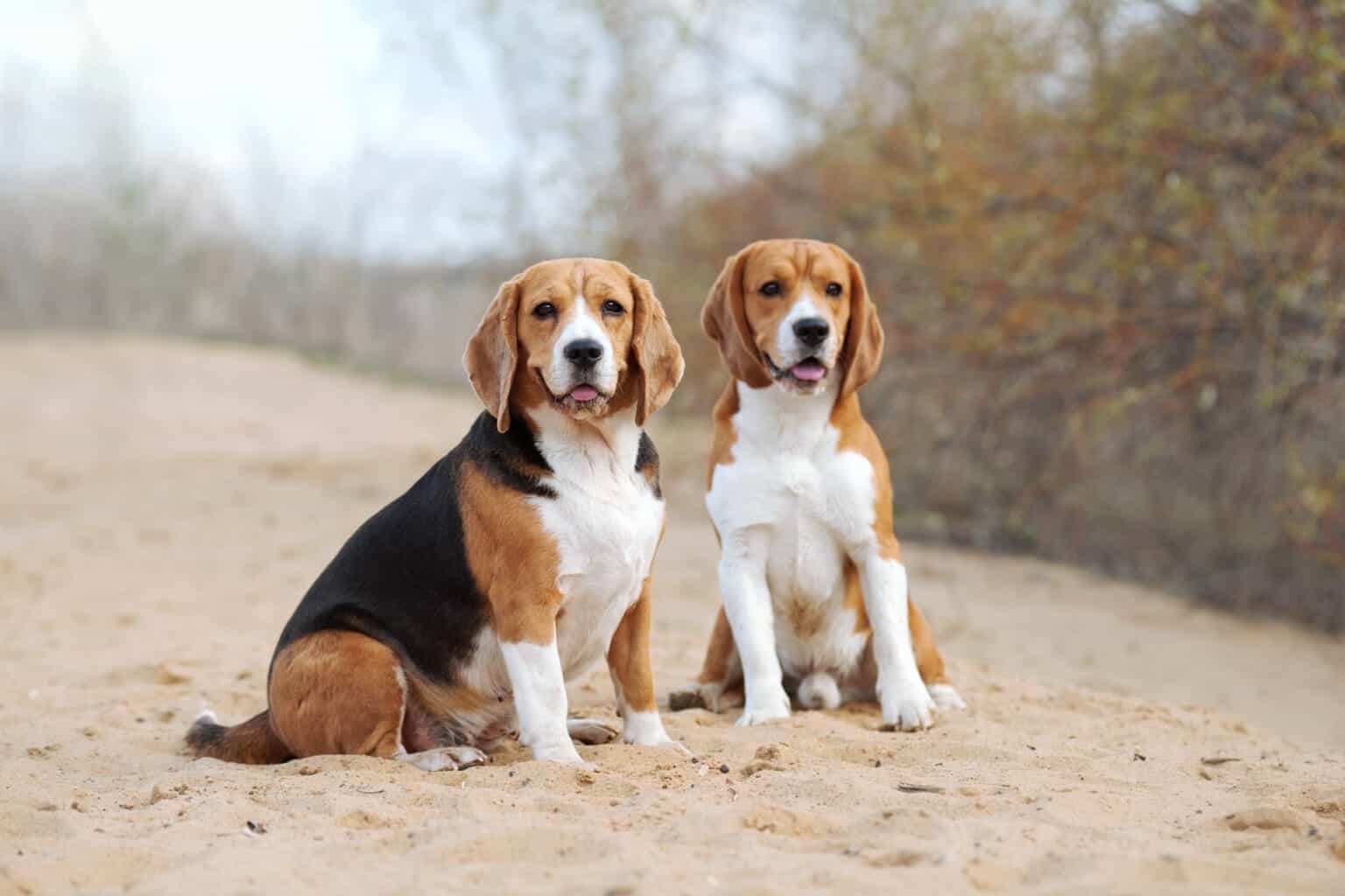 How Much Does a Beagle Cost? (2024 Updated)
