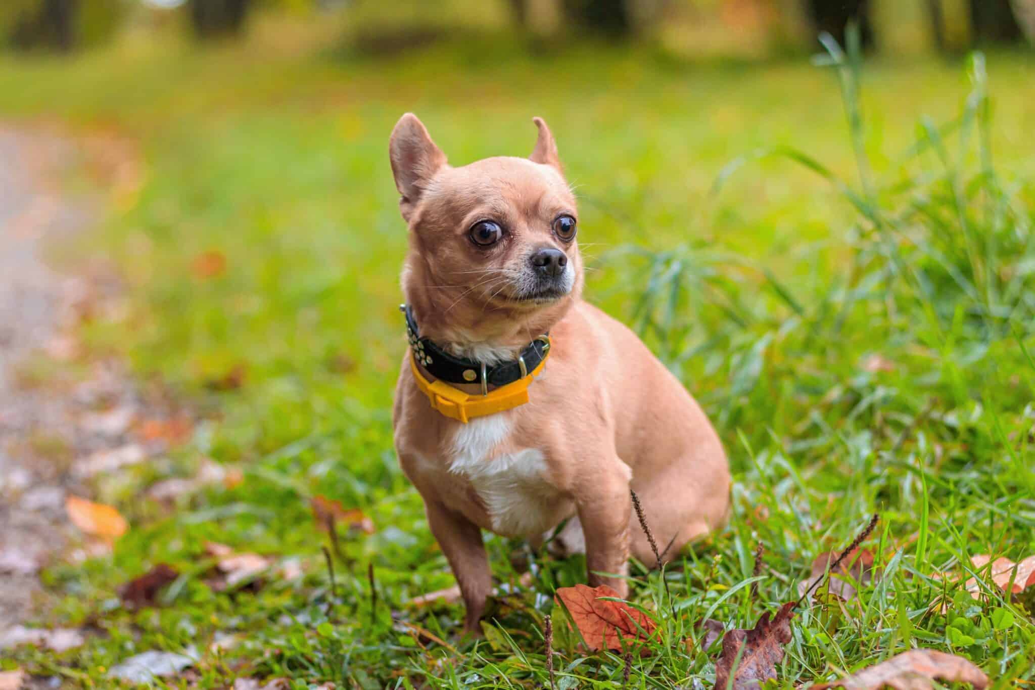 How Much Does a Chihuahua Cost? (2024 Updated)