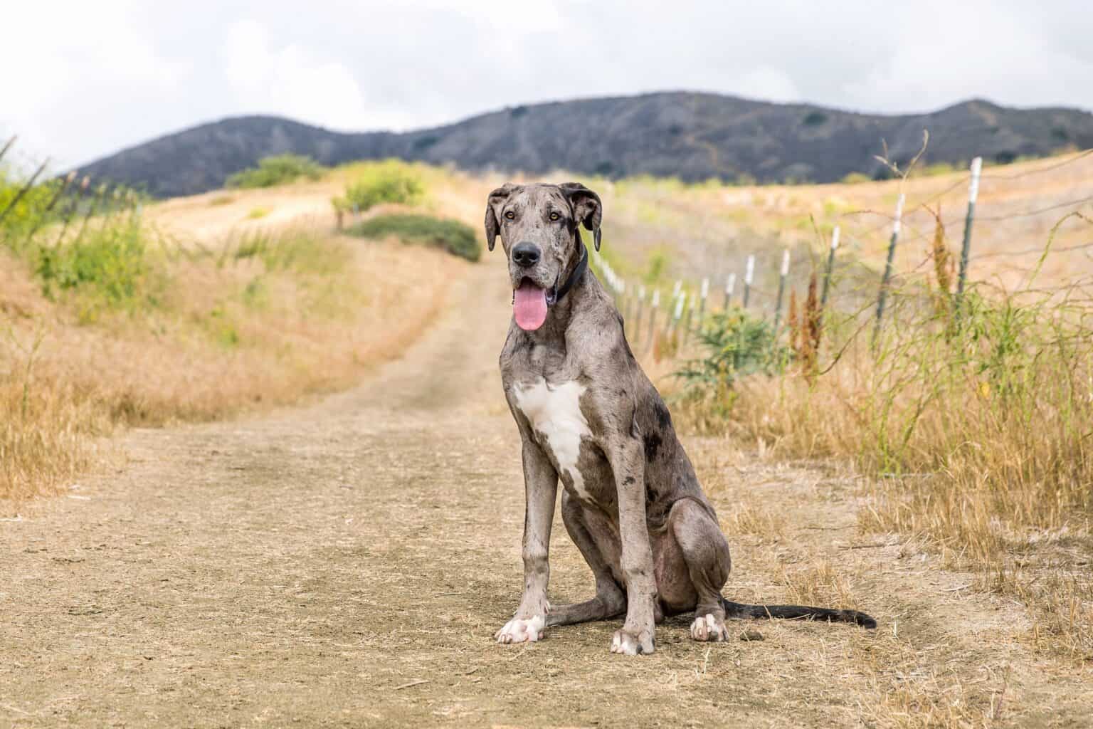 How Much Does a Great Dane Cost? (2024 Updated)