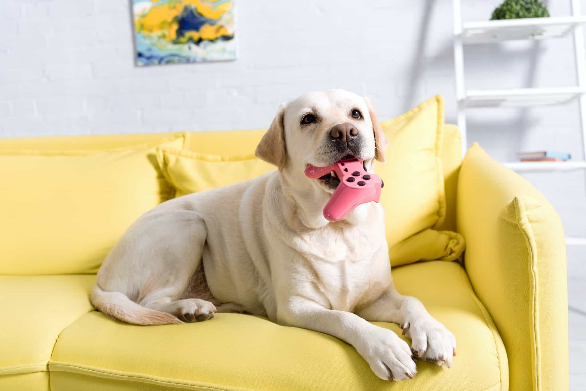 How Much Does a Labrador Retriever Cost? (2024 Updated)