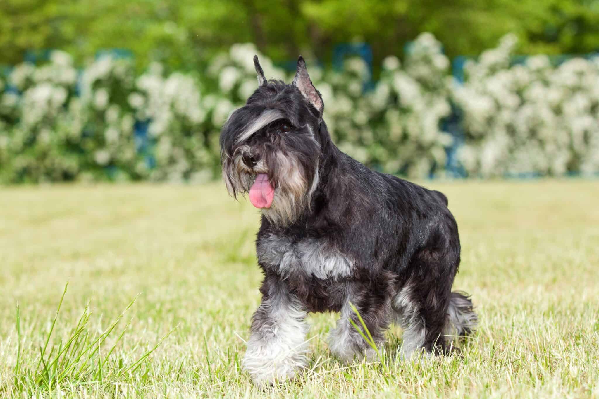 How Much Does a Miniature Schnauzer Cost? (2024 Updated)