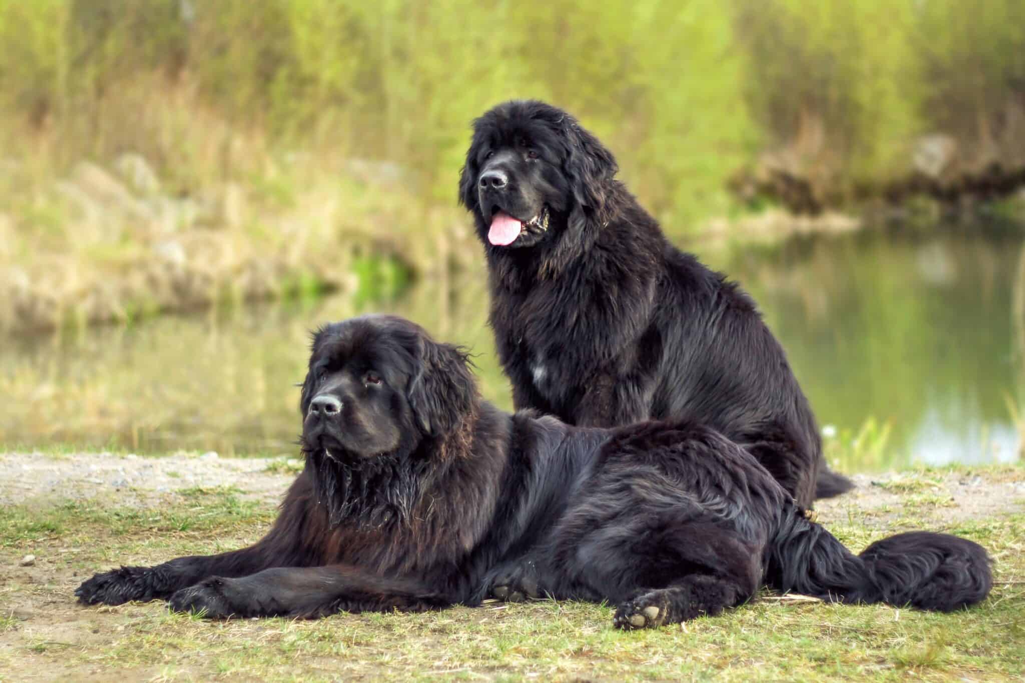 How Much Does a Newfoundland Cost? (2024 Updated)